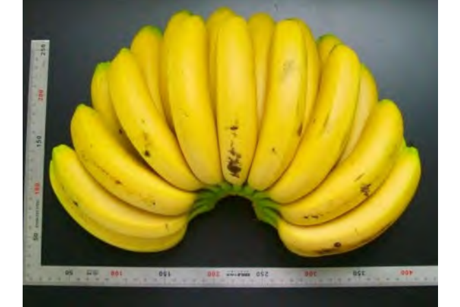 桂蕉8號