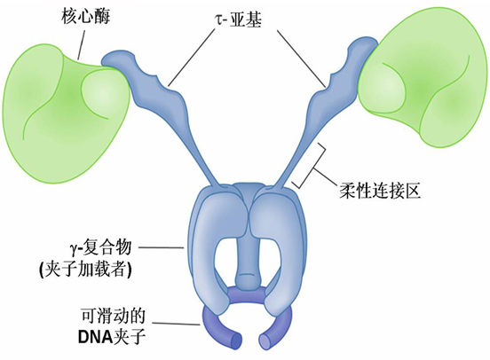 酶催化聚合 酶催化聚合