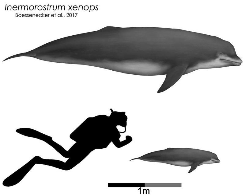 Inermorostrum xenops Inermorostrum xenops