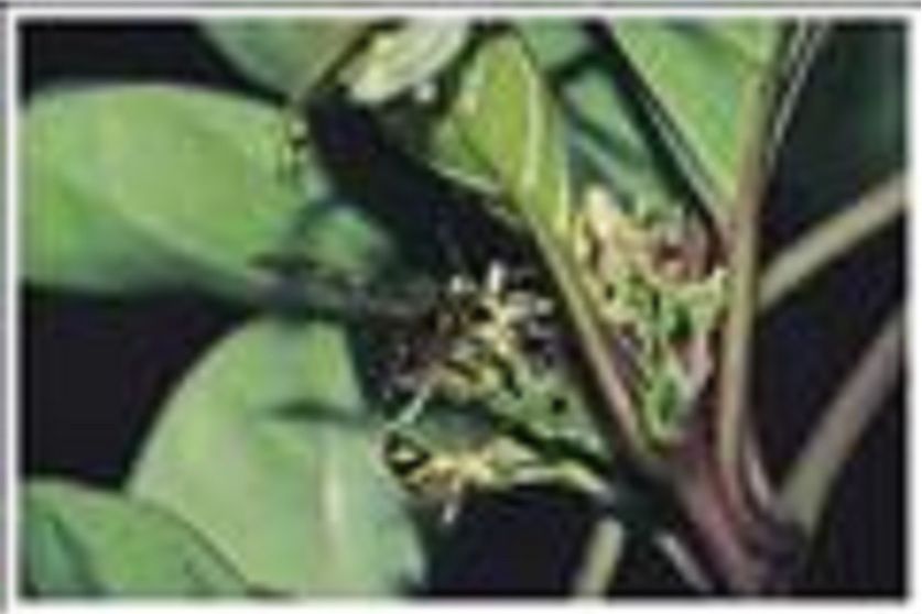 虎斑泥壺蜂 虎斑泥壺蜂