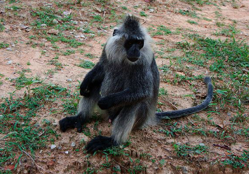 印支烏葉猴(印尼烏葉猴)