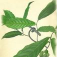 瓜馥木屬 瓜馥木屬