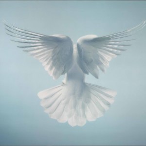 Tim Flach Tim Flach