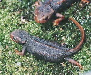 棕黑疣螈