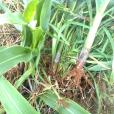 粗粒飛虱 粗粒飛虱
