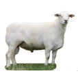 澳洲白綿羊