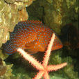 鰓棘鱸魚 鰓棘鱸魚