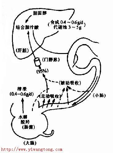 肝腸循環(腸肝循環)
