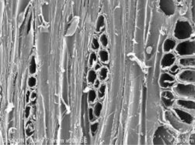 黃檀木木射線細胞