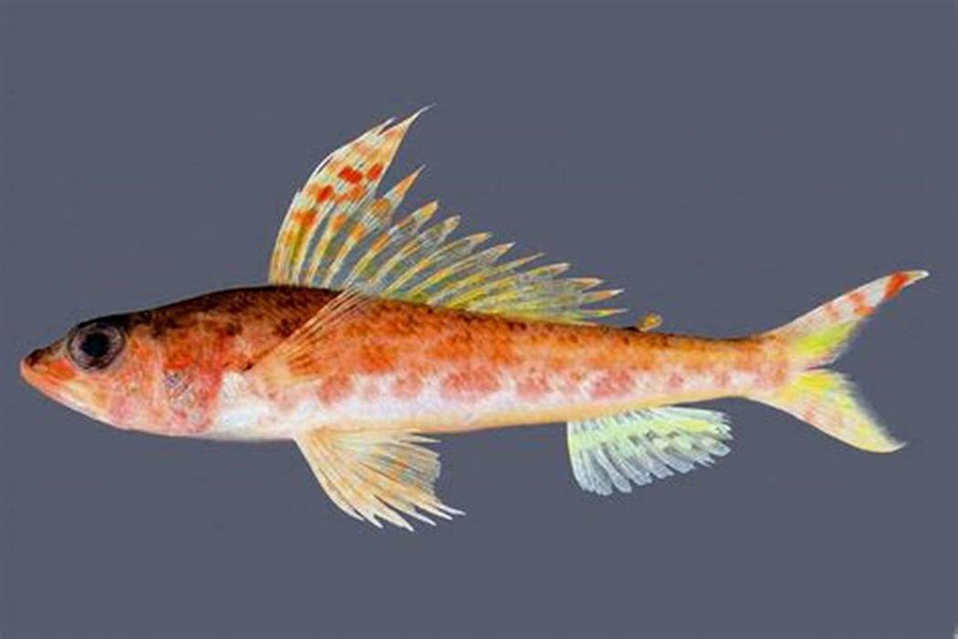葉眶燈魚 葉眶燈魚
