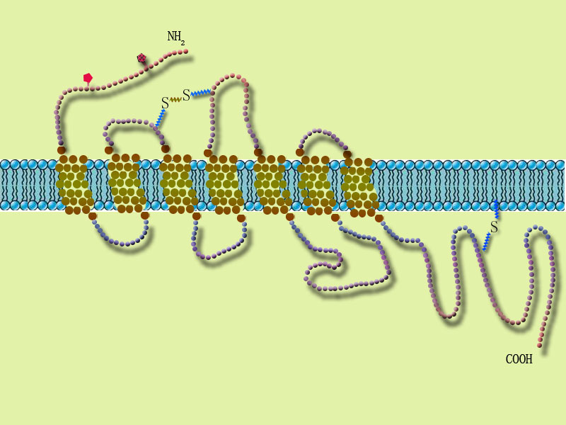 G蛋白耦聯型受體