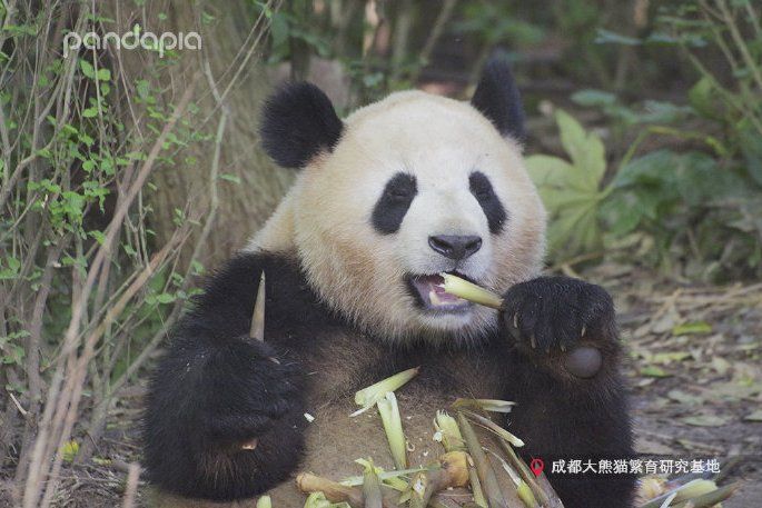 奧林匹亞(2015年出生在成都基地的大熊貓) 奧林匹亞(2015年出生在成都基地的大熊貓)