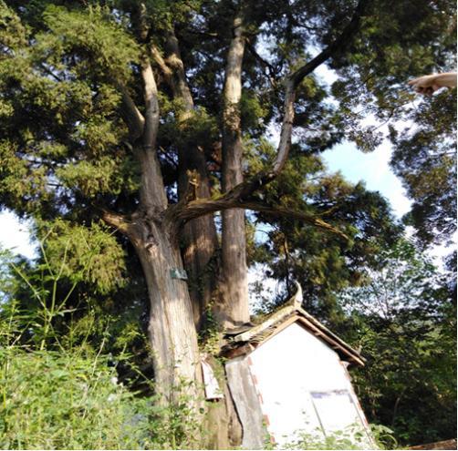 義興場 義興場