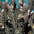 科薩里尼鹿角珊瑚