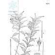 傘花樹蘿蔔 傘花樹蘿蔔