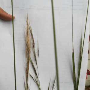 Pappophorum pappiferum