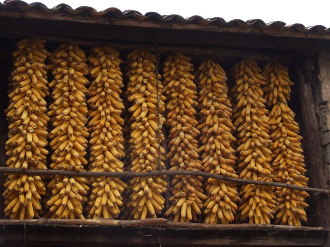 獅峰村種植的玉米
