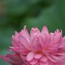 蓮花藏世界 蓮花藏世界