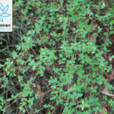 毛核木屬 毛核木屬