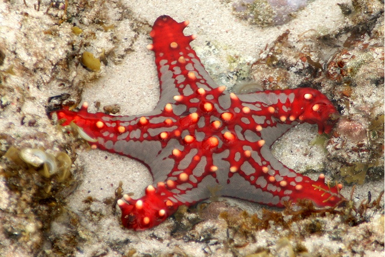 紅棘海星 紅棘海星