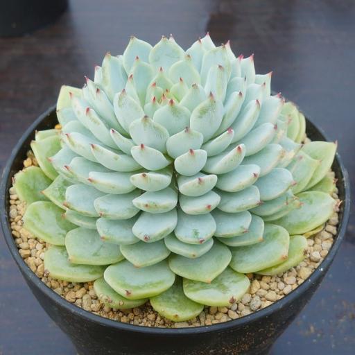 松果紅爪 松果紅爪