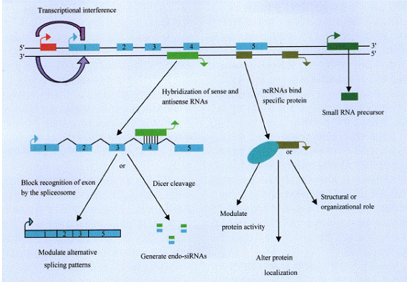 非編碼RNA