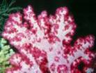 淺海珊瑚