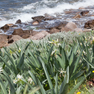 Pancratium illyricum
