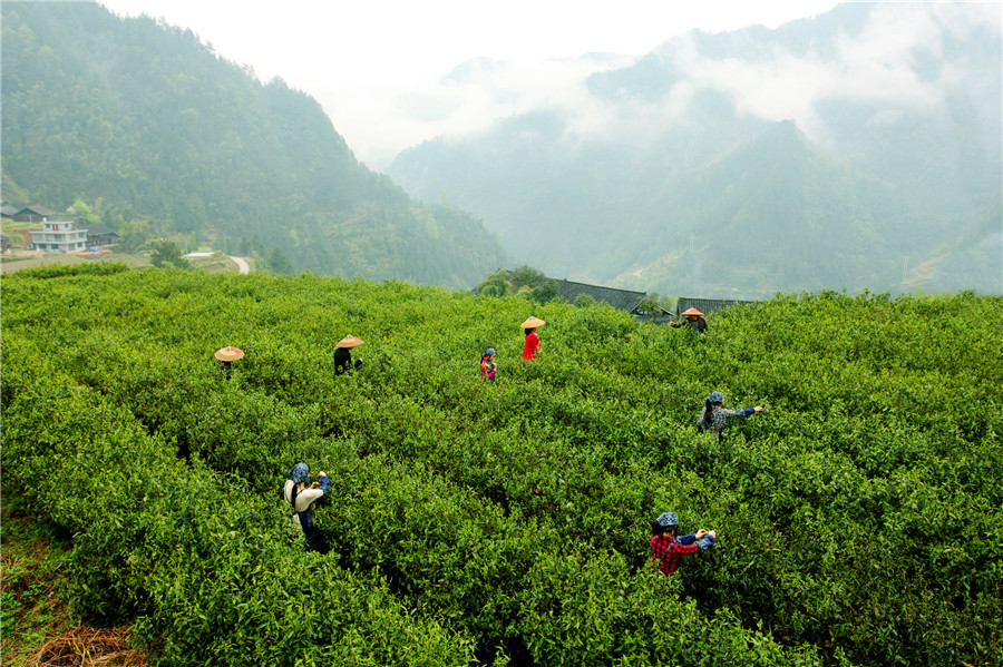 寶泰隆茶山