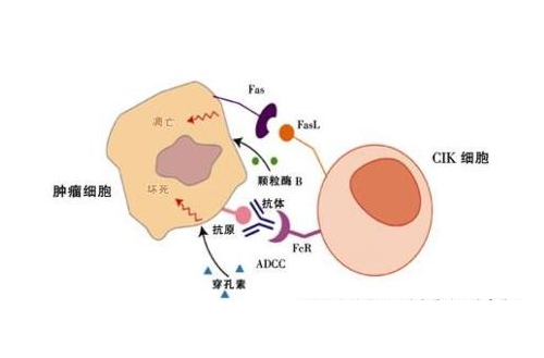 細胞毒性T淋巴細胞(CTL)