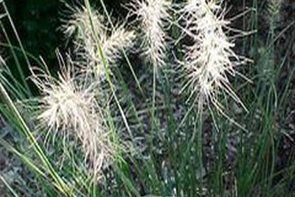 Pennisetum alopecuroides \x27Little Honey\x27 Pennisetum alopecuroides \x27Little Honey\x27