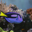 黃尾副刺尾魚(藍倒吊) 黃尾副刺尾魚(藍倒吊)