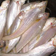 溯河魚 溯河魚
