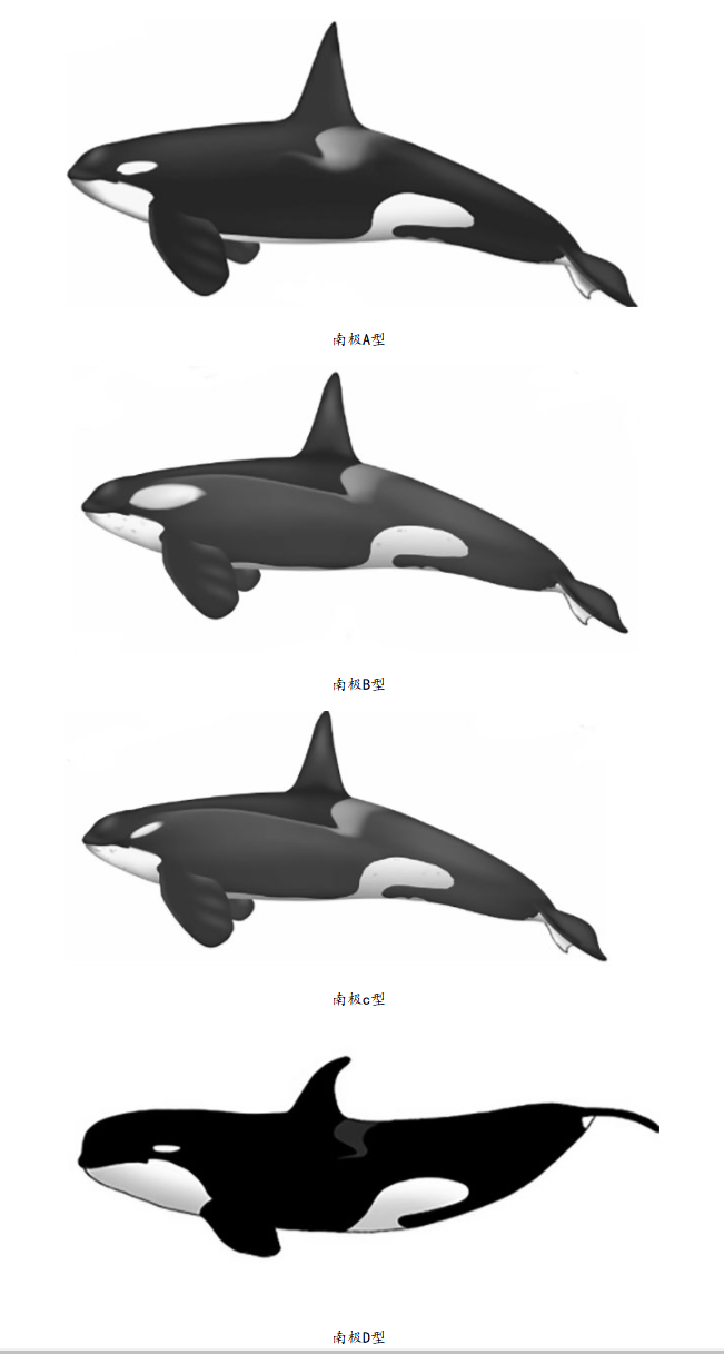 南極地區的虎鯨類群