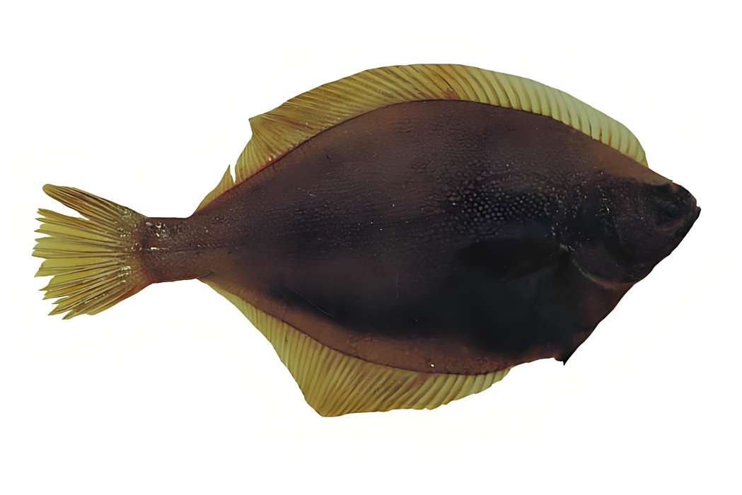 刺黃蓋鰈 刺黃蓋鰈