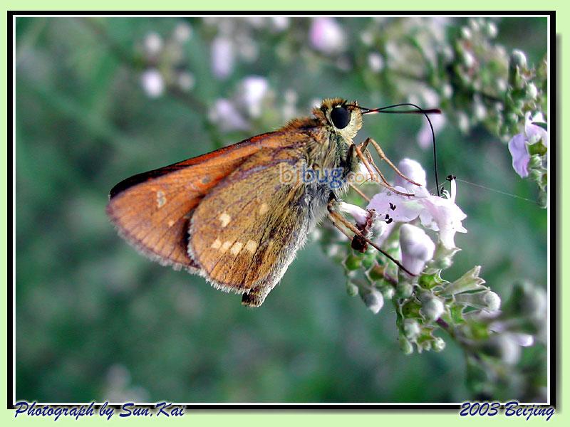 白斑赭弄蝶