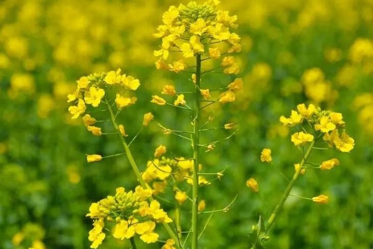 華油雜133 華油雜133