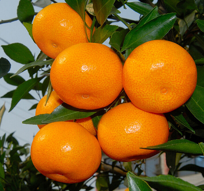 有機橘子
