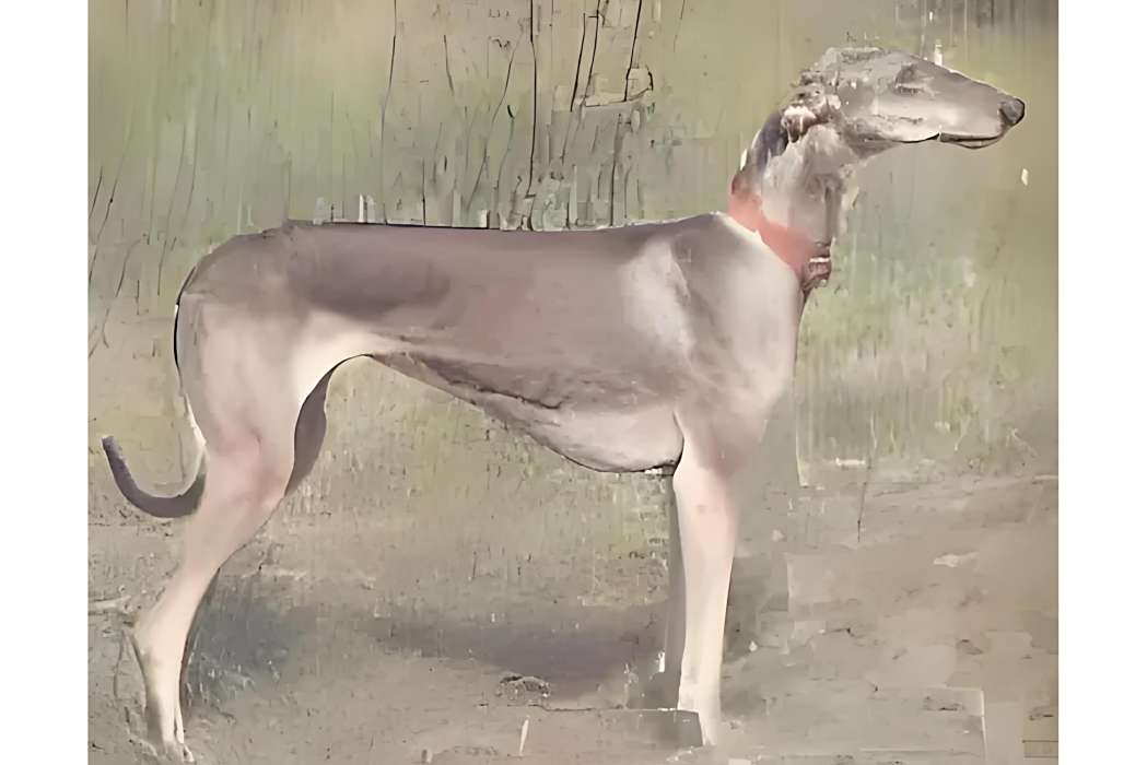 克爾太犬 克爾太犬