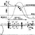 心肌電生理 心肌電生理