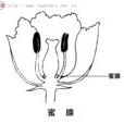 蜜腺
