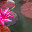 拘牟頭花 拘牟頭花