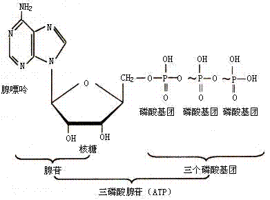 腺嘌呤核苷三磷酸(atp（腺嘌呤核苷三磷酸）)
