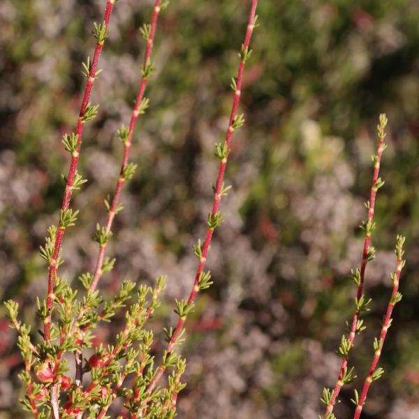 Cliffortia baccans