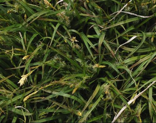 二裂苔草 二裂苔草