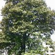 厚殼樹(紫草科厚殼樹屬植物)