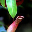 豬籠草目 豬籠草目