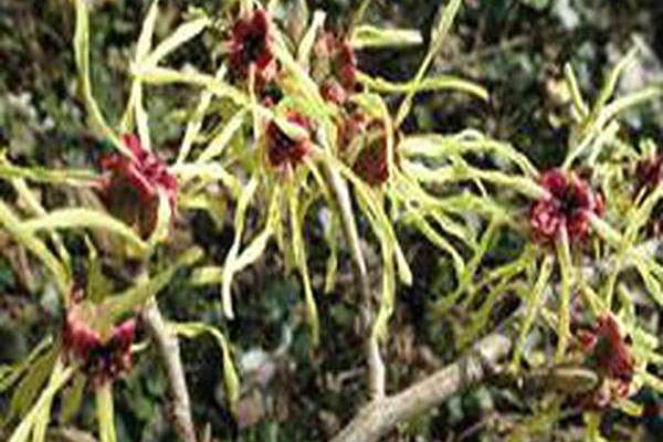 Hamamelis × intermedia \x27Moonlight\x27