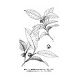毛折柄茶 毛折柄茶