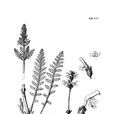 球花馬先蒿 球花馬先蒿